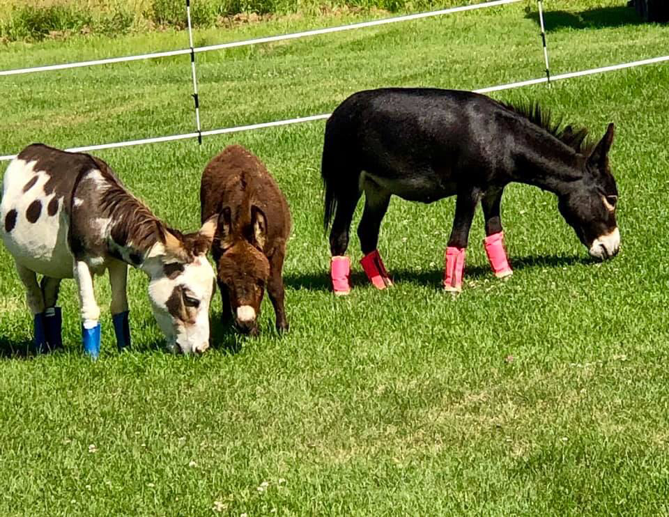 Ponies with Shoofly Boots on