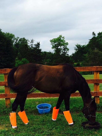 Orange Shoofly Leggins on Horse