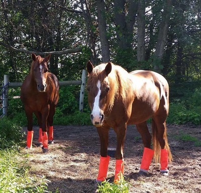 Orange Shoofly Boots on Horses