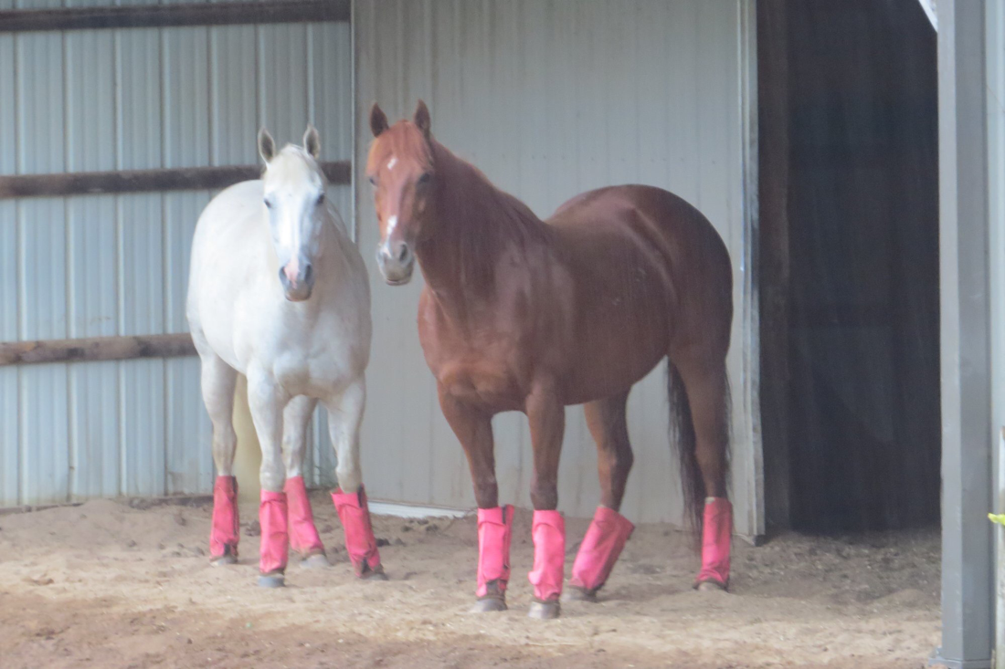 Horses in Pink Shoofly Leggins