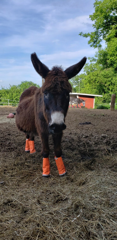 Donkey with small Orange Shoofly Leggins