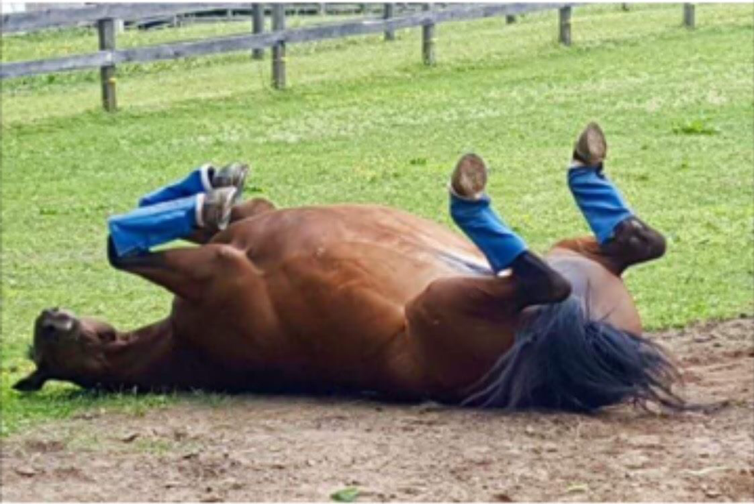 Horse with blue Shoofly Leggins Rolling Around