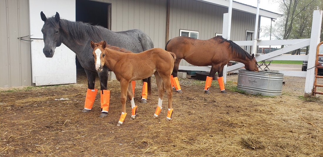 Orange Shoofly Leggins and Boots on Horses